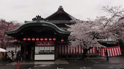 当日券売り場と桜