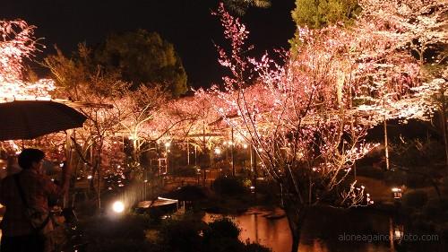 南神苑の八重紅しだれ桜