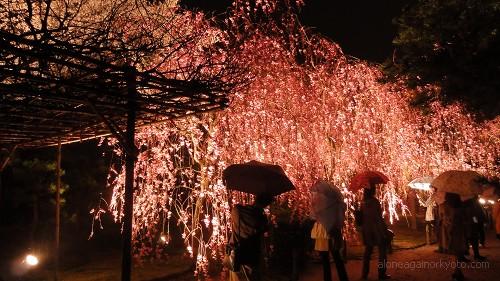 里帰りの桜