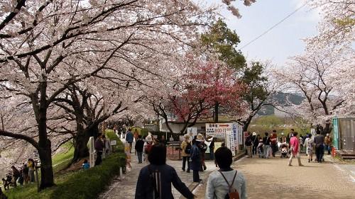 木津川を渡る御幸橋