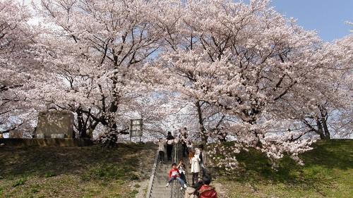 桜と親子連れ