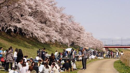 背割堤の土手