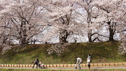 背割堤の桜並木