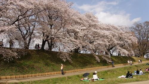 ほど良い過疎の背割堤