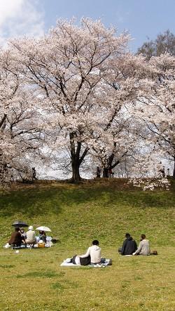 土手花見