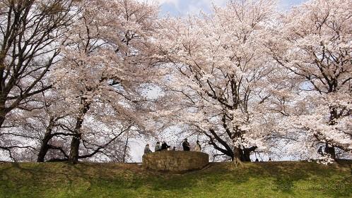 桜並木