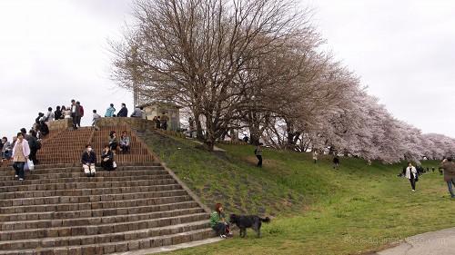 桜並木の終点