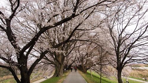 桜のトンネル