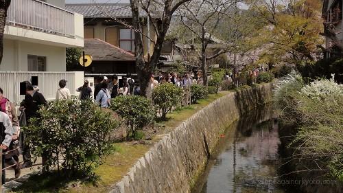 桜が途切れた哲学の道