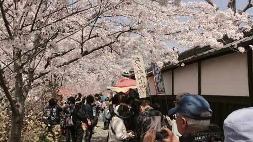 桜の木の下のちりめん山椒とわらび餅の出会い