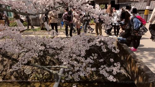 橋から桜を撮る人々