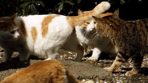 哲学の道の猫