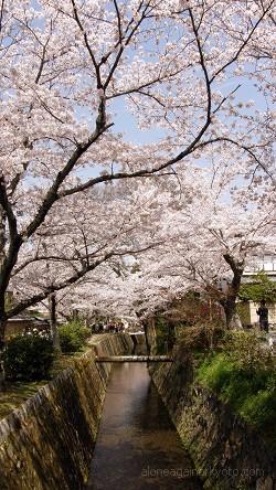 哲学の道のベタな光景