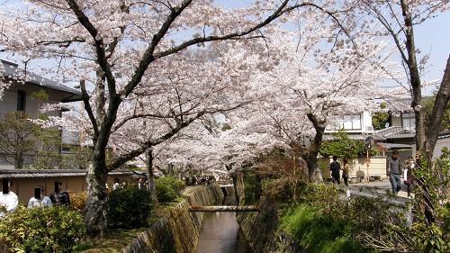 哲学の道のベタな光景