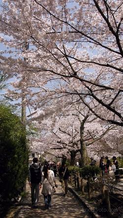 満開の桜の下の狭い歩道