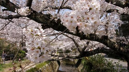 哲学の道の桜