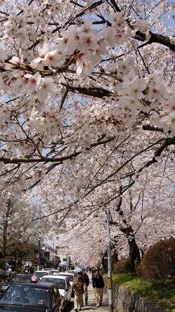 銀閣寺前の桜