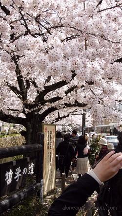 哲学の道・北側入り口の桜