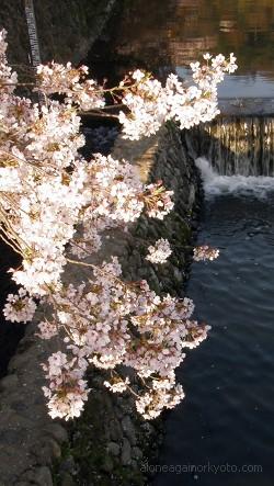 中之島の桜