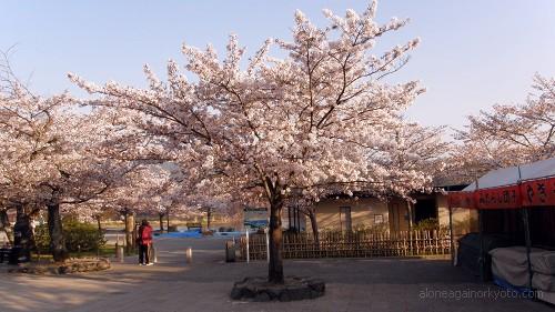 嵐山公園の桜