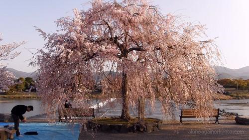 嵐山公園のしだれ桜