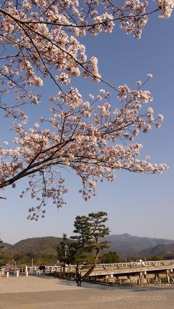 渡月橋と桜