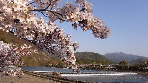 嵐山の桜と一の井堰