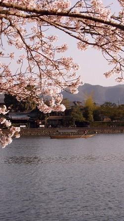 桜と大堰川