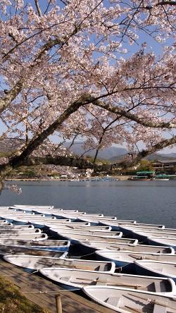 始業前の貸ボート屋と桜