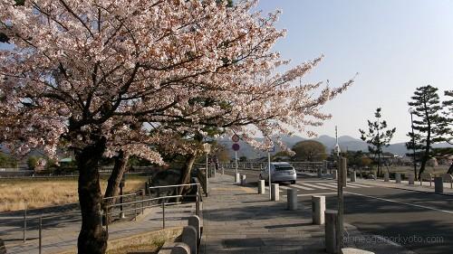 渡月橋右岸側の桜