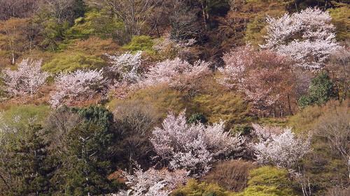 嵐山の山桜